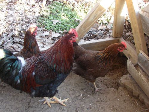 11 + Fertile Partridge Rock Chicken Hatching Eggs.