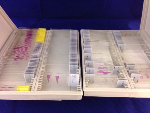 prepared microscope slides