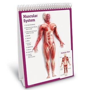 Children&#039;s Anatomy of the Body Educational Flip Chart  LFA #L1005