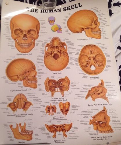 Human Skull Chart