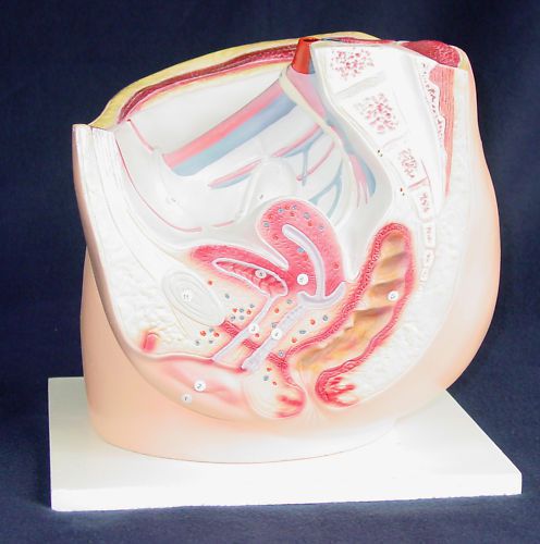 Human Female Pelvis Section Model Anatomical Teaching 0012