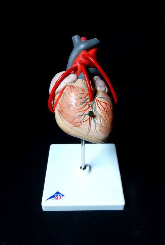 3b scientific - g05 classic heart with bypass, anatomical model, 2 part (g 05) for sale