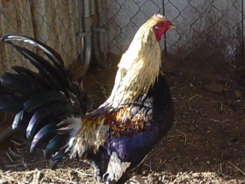 (8+) Mule Train Grey Game Fowl Hatching Eggs