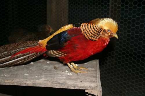 PRE SALE RED GOLDEN PHEASANT GIFT CERTIFICATE FOR 2015 SEASON GOOD FOR 6 EGGS