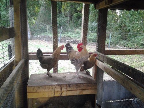 6+ extras Golen Cuckoo Maran hatching eggs rare breed