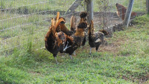 6** NPIP CERTIFIED** GOLDEN POLISH**  HATCHING EGGS