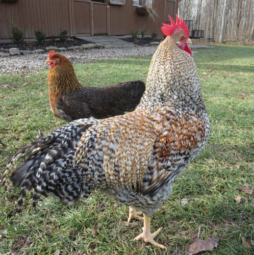 12+ Bielefelder hatching eggs - NPIP