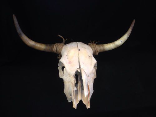 Vintage STEER SKULL LONG HORNS  COW BULL SKULL HORNS No Reserve!