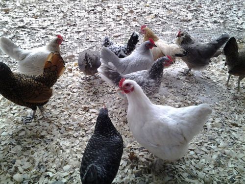 Bantam Chickens Eggs - Assorted