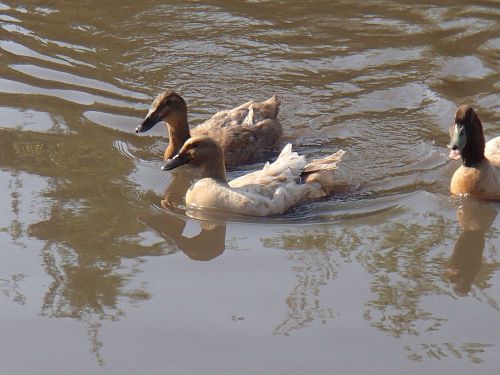 Khaki Campbell Purebreed 8+ Fertile Hatching Duck Eggs