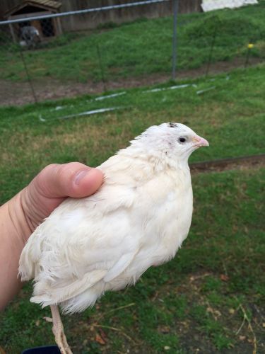 Texas A&amp;M TAMU Coturnix Quail Hatching Eggs 40 + Extras