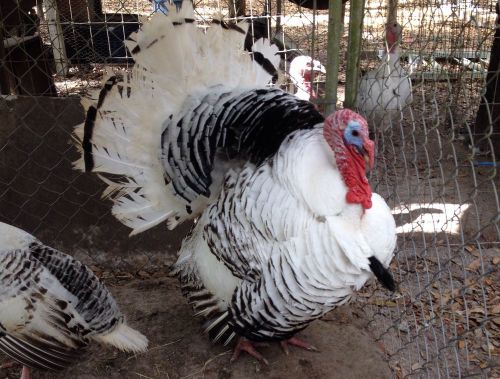 4 Royal Palm Turkey Hatching Eggs. Not A Pre-sale! Spring Is Here!