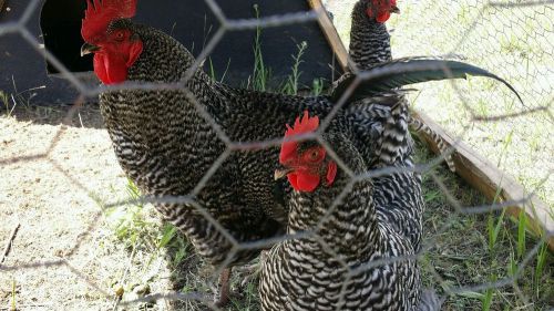 Barred rock  hatching eggs  5+1