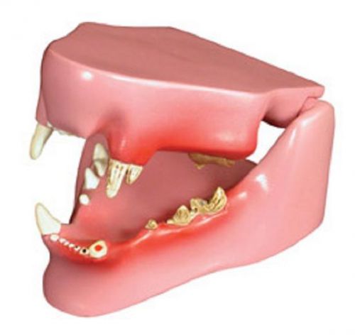 NEW Anatomical Veterinary Feline Jaw Model