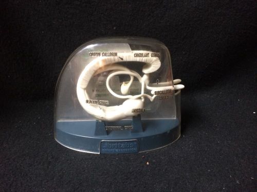 Vintage Brain Limbic System Hippocampus Anatomical Model