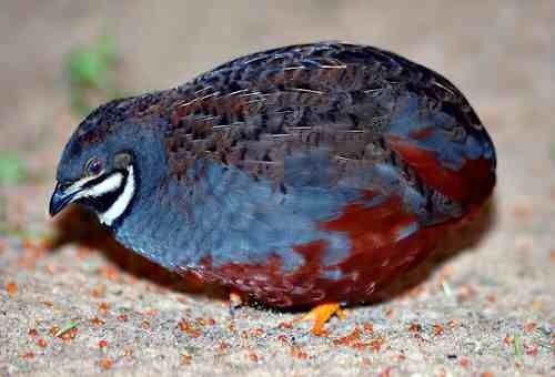 6+ Fertile Button Quail Eggs