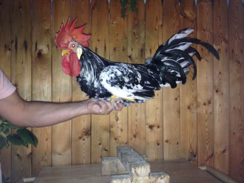 Exchequer Leghorn Hatching Eggs (12) YELLOW LEGS