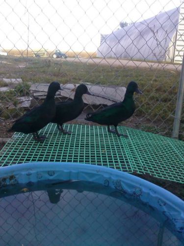 6 Black east indies Duck Hatching eggs  pre sale