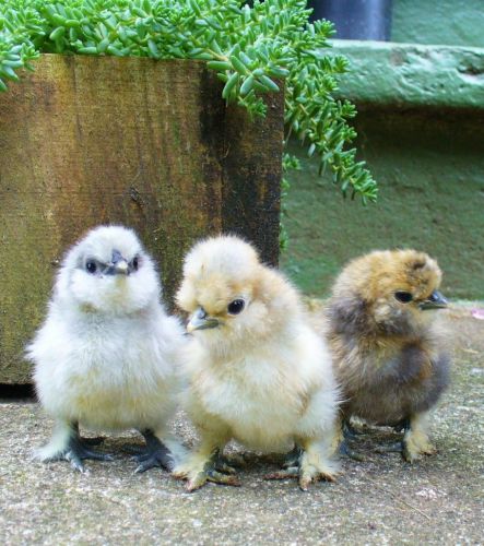 Silkie chicken hatching eggs12 porcelain splash blue partridge black lavendar