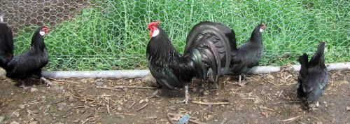 Black Rosecomb Hatching Eggs 1 Dozen