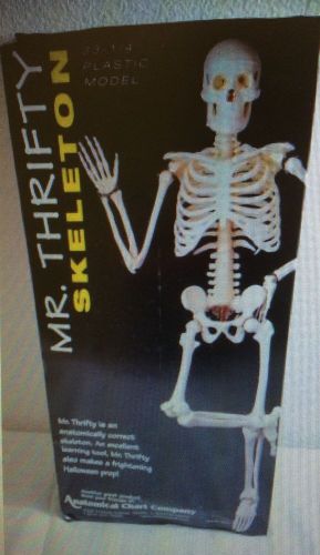 Mr. Thrifty Skeleton 33 1/4&#034; plastic model. NEW! Great for classroom/ office.