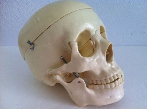 HUMAN ADULT LIFE SIZE 3 PART SKULL MEDICAL ANATOMY MODEL--