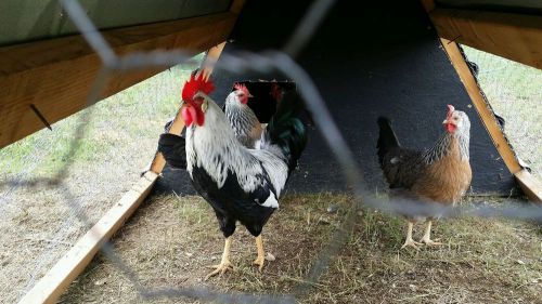 Silver Leghorn Hatching eggs photo is my actual birds..not all hens are picture