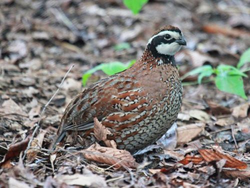 48 GEORGIA GIANT JUMBO BOBWHITE QUAIL HATCHING EGGS