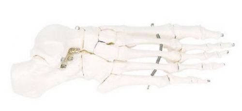 ANATOMICAL HUMAN SKELETON FOOT MODEL Free Shipping