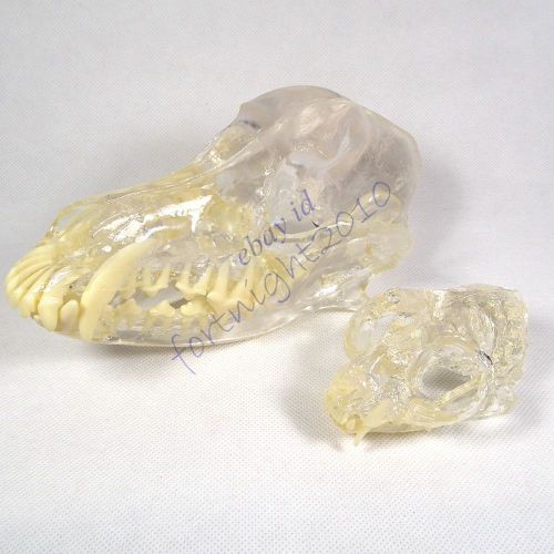 Canine +feline Skull clear Anatomy jaw vet Veterinary &amp;Teeth tooth teach Model