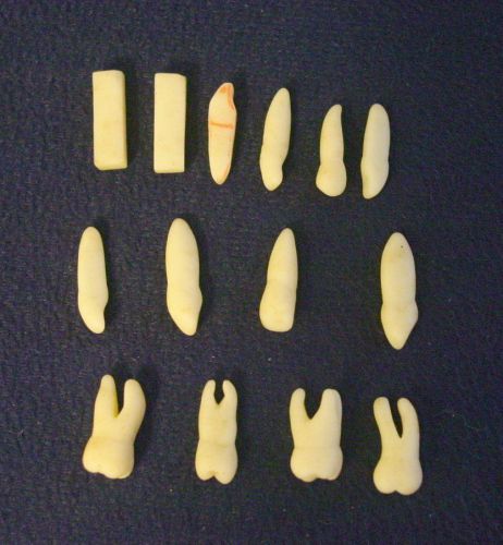 12 Fake Teeth For Dental Research Or Studies