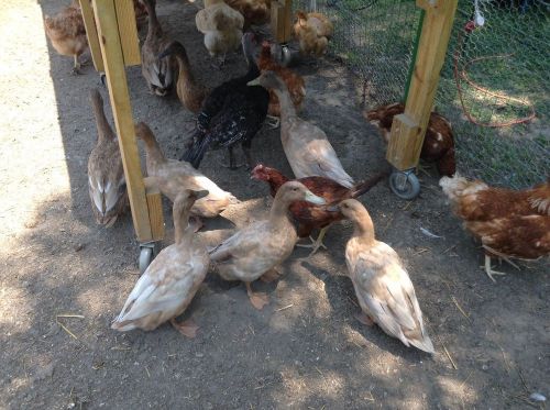 12 Khaki Campbell Hatching Duck Eggs Fertile