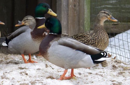 6 mallard Duck Hatching eggs  pre sale