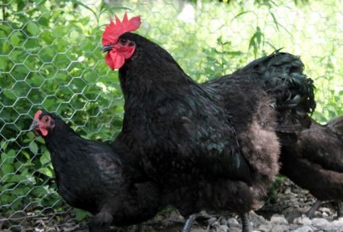 6+ black/split to lavender orpington fertile hatching eggs for sale
