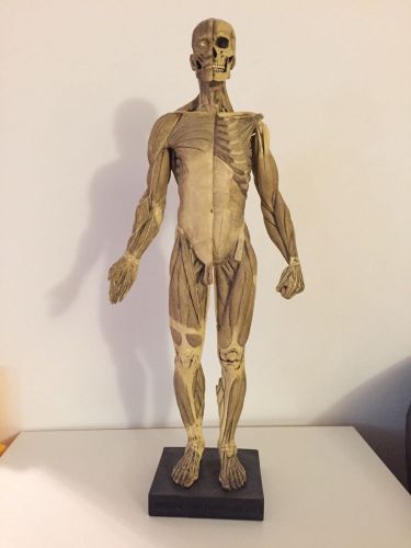 Human anatomical reference figures version #1