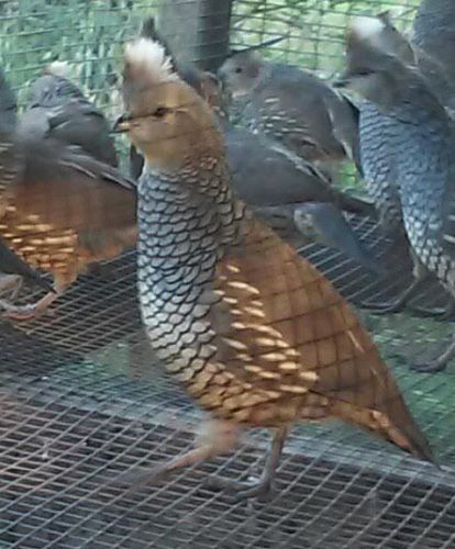 40 Texas Blue Scaled Quail hatching  eggs.