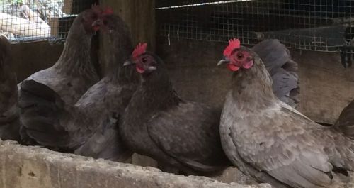 8+   american gamefowl bantam hatching eggs..(of blue dunn, black, silver duckwi for sale