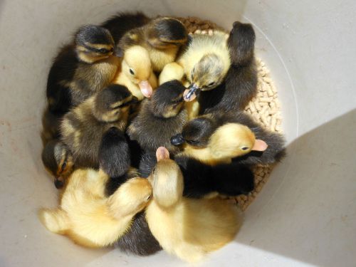 Call duck eggs 12+++  hatching. from small calls ducks &amp; crested for sale