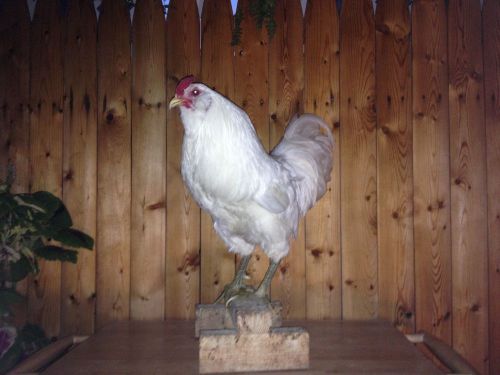 Olive egger hatching eggs (12)