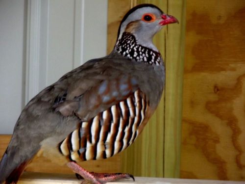 Presale, 6+ Barbary Partridge Hatching Eggs, Pheasant, quail, duck, NPIP flock