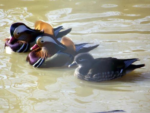 4 Mandarin Duck Hatching eggs  pre sale