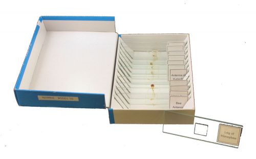 Prepared Insect Biology Slides Set of 12