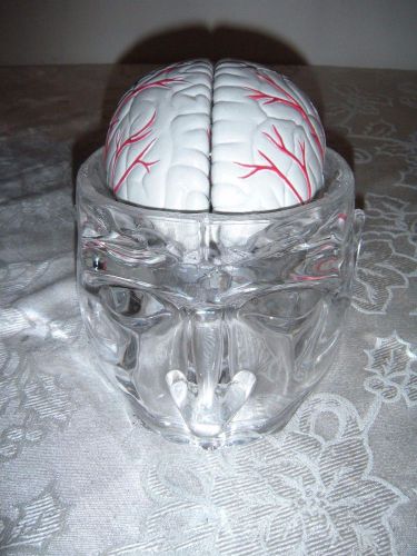 Life Size See Thru Acrylic Human Cut-Away Head 4 Lobe BRAIN SKULL Pharma Design