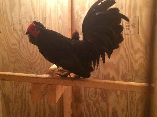 8+  .american gamefowl bantam hatching eggs..(of blue dunn, black, silver duckwi for sale