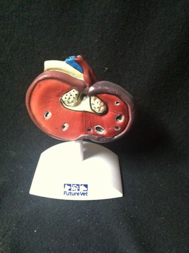 Future Vet Anatomical Model Dog Kidney Veterinary Renal Model