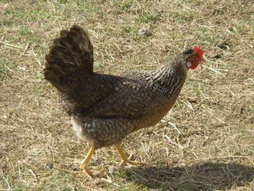 8+ CREAM LEGBAR CHICKEN Hatching EGGS