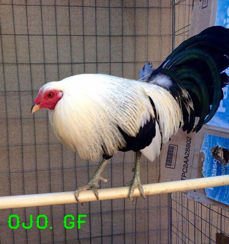 12 Pure Law Grey Hatching Eggs/gamefowl.