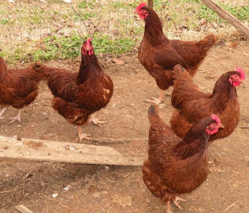 30 Rhode Island Red Hatching Eggs