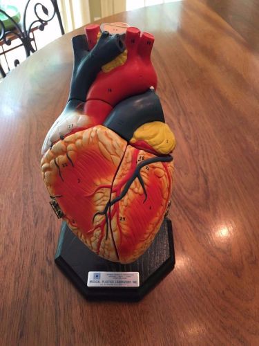 Heart Model - Medical Plastics Laboratory