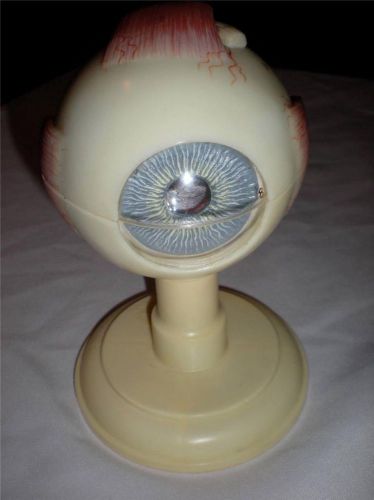 VTG SOMSO CS4 Eyeball - Giant Human Eye Anatomical Teaching Model Tool, 6 Parts